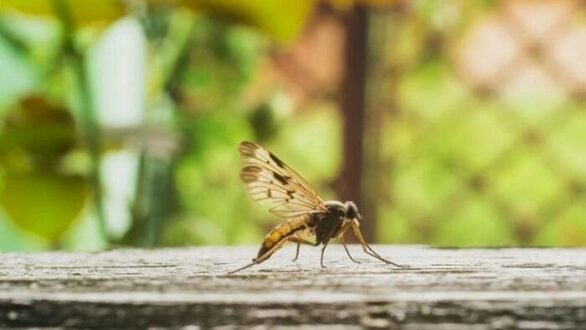 Προβλεπόμενο πρόγραμμα κίνησης των συνεργείων για την καταπολέμηση των κουνουπιών