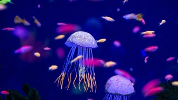 Το καλοκαίρι της μωβ μέδουσας