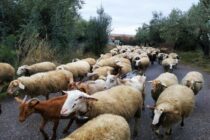 Έργα υποδομών για τους κτηνοτρόφους της Δράμας ύψους 1,3 εκ. €