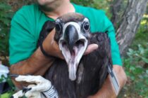 Είκοσι χρόνια κλείνει το πρόγραμμα δακτυλίωσης νεοσσών Μαυρόγυπα στο Δάσος Δαδιάς