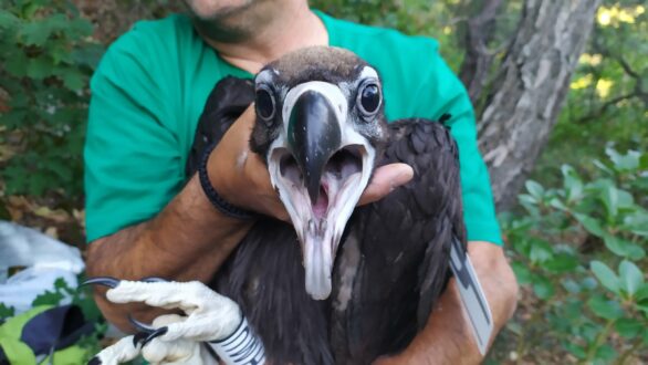 Είκοσι χρόνια κλείνει το πρόγραμμα δακτυλίωσης νεοσσών Μαυρόγυπα στο Δάσος Δαδιάς