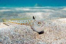 Τι κάνουμε αν πατήσουμε δράκαινα στην παραλία