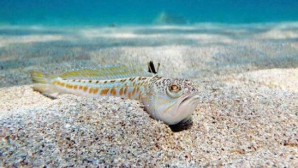 Τι κάνουμε αν πατήσουμε δράκαινα στην παραλία