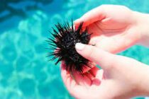 Τι να κάνετε αν πατήσετε αχινό