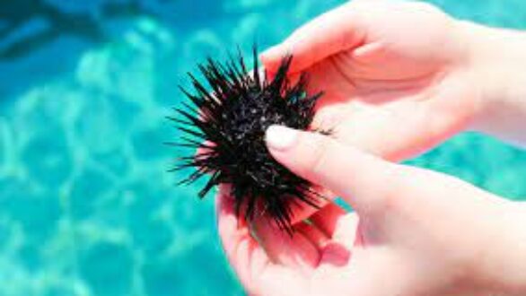 Τι να κάνετε αν πατήσετε αχινό