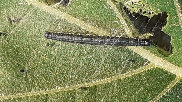 Παρεμβάσεις ΣΥΡΙΖΑ και ΚΚΕ στην Βουλή για τις καταστροφές καλλιεργειών από σκουλήκι