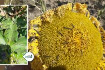 Σε επαγρύπνηση οι αγρότες στον Έβρο – Ταχύτατη η εξάπλωση της “μαύρης” κάμπιας