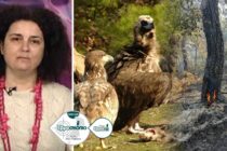 Ε. Μακρυγιάννη: Καρδιοχτυπάμε για τους οικισμούς των αρπακτικών – Θα ησυχάσουμε μόνο όταν σβήσει και η τελευταία εστία