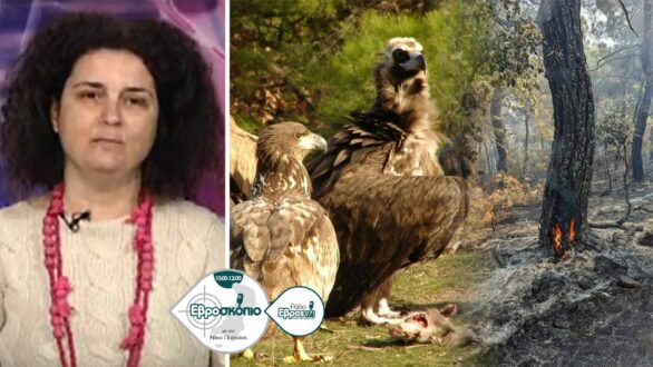 Ε. Μακρυγιάννη: Καρδιοχτυπάμε για τους οικισμούς των αρπακτικών – Θα ησυχάσουμε μόνο όταν σβήσει και η τελευταία εστία