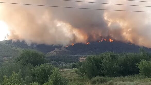 WWF: Τα ερωτήματα που “καίνε” τη Δαδιά