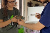 Η ΑΝΙΜΑ στην διάσωση ζώων στην Δαδιά