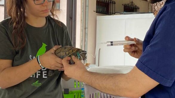 Η ΑΝΙΜΑ στην διάσωση ζώων στην Δαδιά