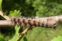 Έντονες εντομολογικές προσβολές στην ευρύτερη αγροτική περιοχή Τυχερού