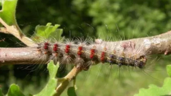 Έντονες εντομολογικές προσβολές στην ευρύτερη αγροτική περιοχή Τυχερού