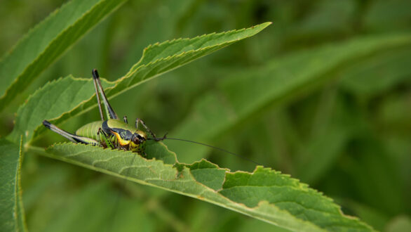 Έως 24/8 οι δηλώσεις για τις καταστροφές από ακρίδες στον Έβρο