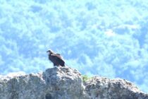 Πόση έκταση κάηκε τελικά στη Δαδιά; – Η επίσημη ανάλυση του Ο.ΦΥ.ΠΕ.Κ.Α. είναι πιο αισιόδοξη