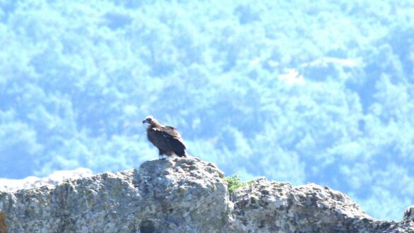 Πόση έκταση κάηκε τελικά στη Δαδιά; – Η επίσημη ανάλυση του Ο.ΦΥ.ΠΕ.Κ.Α. είναι πιο αισιόδοξη