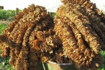 Ερώτηση Ν. Γκαρά – Σ. Φάμελλου με θέμα τον εμπαιγμό των καπνοπαραγωγών