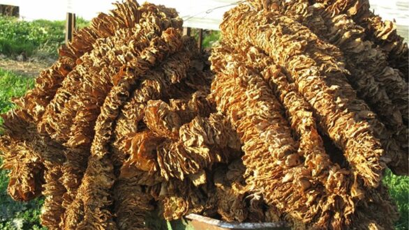 Ερώτηση Ν. Γκαρά – Σ. Φάμελλου με θέμα τον εμπαιγμό των καπνοπαραγωγών