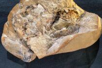 Βρέθηκε σε αρχαίο ψάρι το απολίθωμα της αρχαιότερης καρδιάς ηλικίας 380 εκατ. ετών