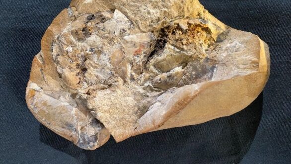 Βρέθηκε σε αρχαίο ψάρι το απολίθωμα της αρχαιότερης καρδιάς ηλικίας 380 εκατ. ετών