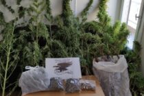 Ο αστυνομικός σκύλος “ξετρύπωσε” καλλιέργεια κάνναβης σε οικισμό του Έβρου