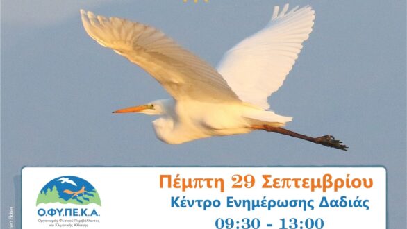 Ευρωπαϊκή Γιορτή των Πουλιών 2022 στο Δάσος της Δαδιάς