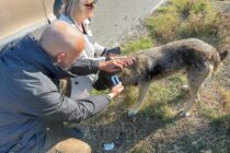 Έλεγχοι σε κτηνοτροφικές ομάδες από κλιμάκιο του Δήμου Αλεξανδρούπολης