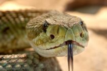 Πάνω από 63.000 άνθρωποι πεθαίνουν κάθε χρόνο στον κόσμο από δάγκωμα φιδιού