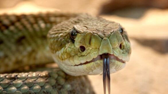 Πάνω από 63.000 άνθρωποι πεθαίνουν κάθε χρόνο στον κόσμο από δάγκωμα φιδιού