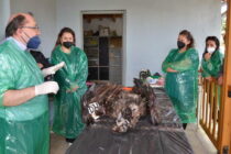 Σουφλί: Σεμινάριο για τη νεκροψία αρπακτικών πουλιών από το WWF Ελλάς σε κτηνιάτρους της Θράκης