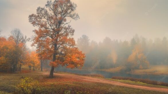 Καιρός: Νεφώσεις και ομίχλη και σήμερα στην Θράκη