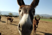 Δημιουργήθηκε το πρώτο στον κόσμο έμβρυο γαϊδάρων με εξωσωματική γονιμοποίηση