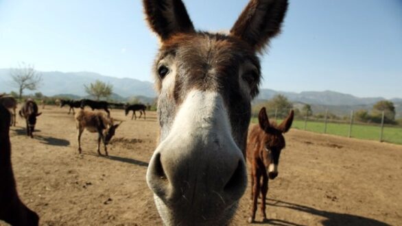 Δημιουργήθηκε το πρώτο στον κόσμο έμβρυο γαϊδάρων με εξωσωματική γονιμοποίηση