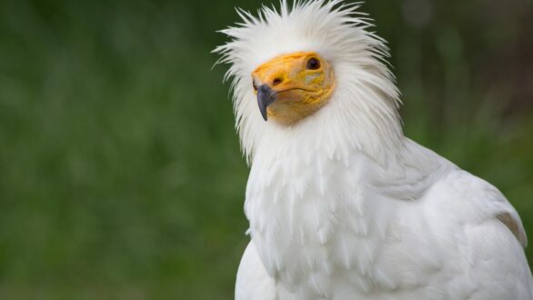 Γιορτή στο Τυχερό: Αφιερωμένη στους υποστηρικτές του ασπροπάρη