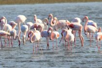 Επέστρεψε δακτυλιωμένο Φοινικόπτερο στο Δέλτα του Έβρου