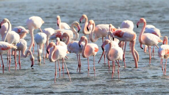 Επέστρεψε δακτυλιωμένο Φοινικόπτερο στο Δέλτα του Έβρου