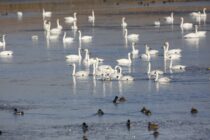 Νανόκυκνοι στο Δέλτα Έβρου