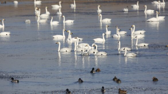Νανόκυκνοι στο Δέλτα Έβρου