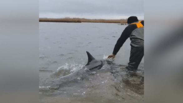 Έβρος: Αστυνομικοί βοήθησαν δελφίνι που είχε αποπροσανατολιστεί