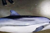 Δελφίνι δυο μέτρων ξεβράστηκε στην παραλία της Νέας Καρβάλης