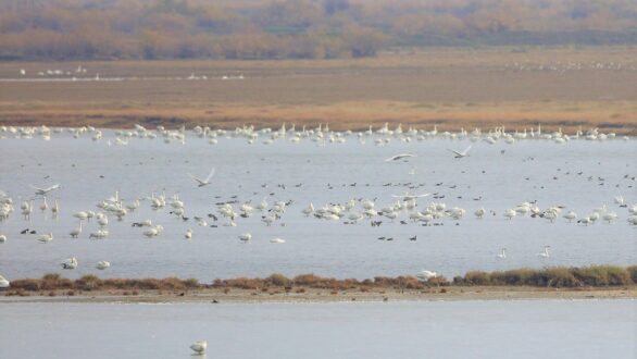 Αυξάνεται ο αριθμός των Νανόκυκνων στο Δέλτα Έβρου