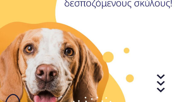 Δωρεάν τοποθέτηση microchip σε δεσποζόμενους σκύλους με αφορμή την Παγκόσμια Ημέρα Αδεσπότων Ζώων