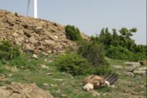 Δεν θα γίνουν αιολικά πάρκα στα καμένα του Έβρου – Απαντά η κυβέρνηση στις καταγγελίες της Ελληνικής Ορνιθολογικής Εταιρείας