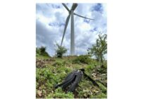 Εταιρεία Προστασίας Βιοποικιλότητας Θράκης: Ακόμη ένας μαυρόγυπας θύμα πρόσκρουσης των ανεμογεννητριών στη Θράκη