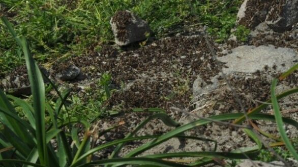 Ακρίδες πλήττουν τον νότιο Έβρο – Για την εμφάνιση και καταπολέμησή τους ενημερώνει η Π.Ε. Έβρου