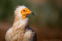 Νέοι Αιολικοί Σταθμοί στη Ροδόπη απειλούν τους γύπες και άλλα προστατευόμενα πουλιά