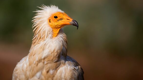 Νέοι Αιολικοί Σταθμοί στη Ροδόπη απειλούν τους γύπες και άλλα προστατευόμενα πουλιά