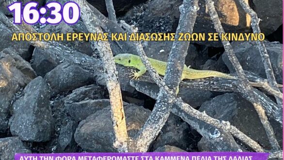 Κάλεσμα εθελοντών για αναζήτηση και διάσωση ζωών που επέζησαν από την φωτιά στην Δαδιά