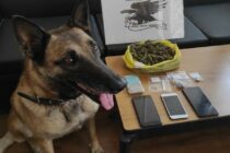 Αλεξανδρούπολη: Η Laika εντόπισε ναρκωτικά δισκία και ποσότητες κάνναβης – Τρεις συλλήψεις